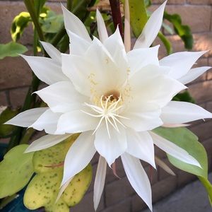 Meet your Posher, Paulina